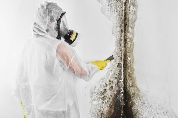 Best Same-Day Mold Removal  in San Antonio, TX