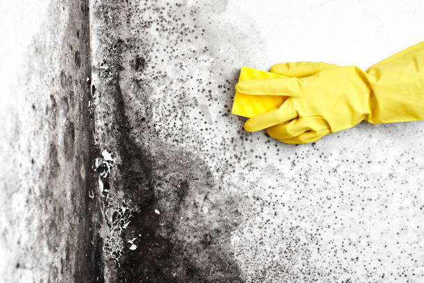 Best Commercial Mold Removal  in San Antonio, TX