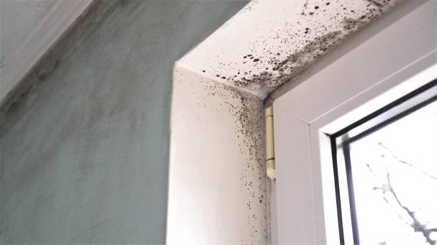 Best Commercial Mold Removal  in San Antonio, TX