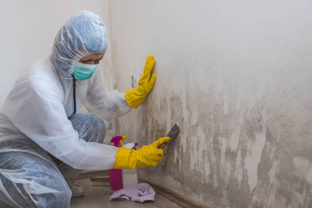 Best Commercial Mold Removal  in San Antonio, TX