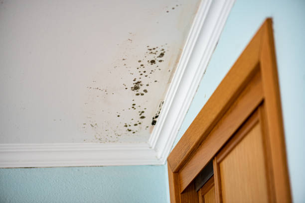 Best Affordable Mold Removal  in San Antonio, TX