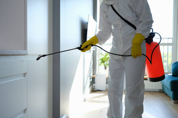 Best Certified Mold Removal  in San Antonio, TX