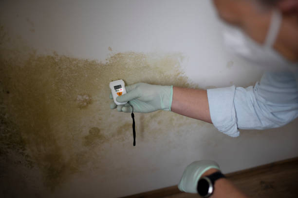 Professional Mold Removal in San Antonio, TX