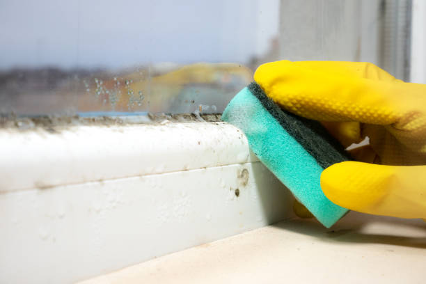 Best Toxic Mold Removal  in San Antonio, TX