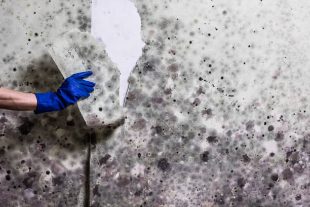 Best Mold Testing  in San Antonio, TX