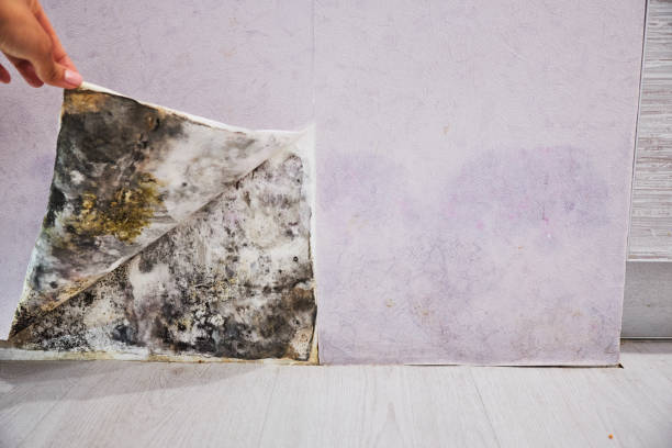 Best Residential Mold Removal  in San Antonio, TX